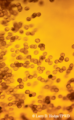 fish eggs